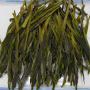 China Anhui YONG XI HUO QING Superior Green Tea